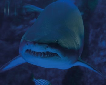 Oceanic Aquarium