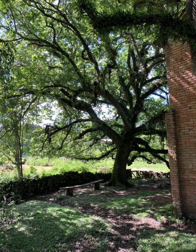 Carvalho centenário