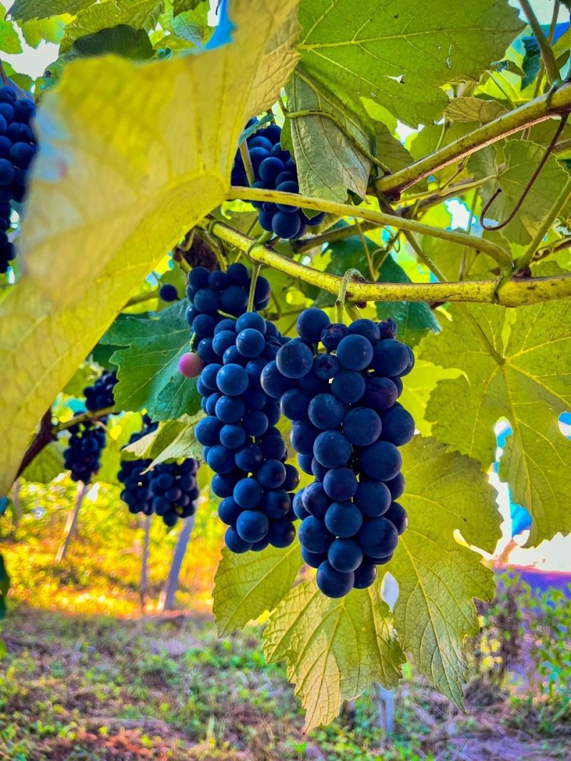 Uva
